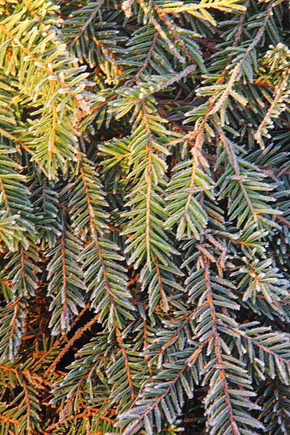 Fir-tree branches covered with hoarfrost. Early winter.