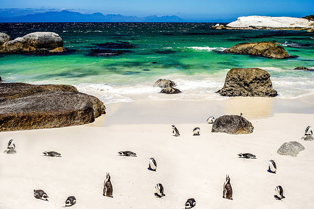 istock African Penguin in Boulders Beach 462098811