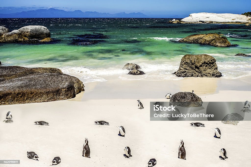 African Penguin in Boulders Beach African Penguin in Boulders Beach Cape Town South Africa Africa Stock Photo