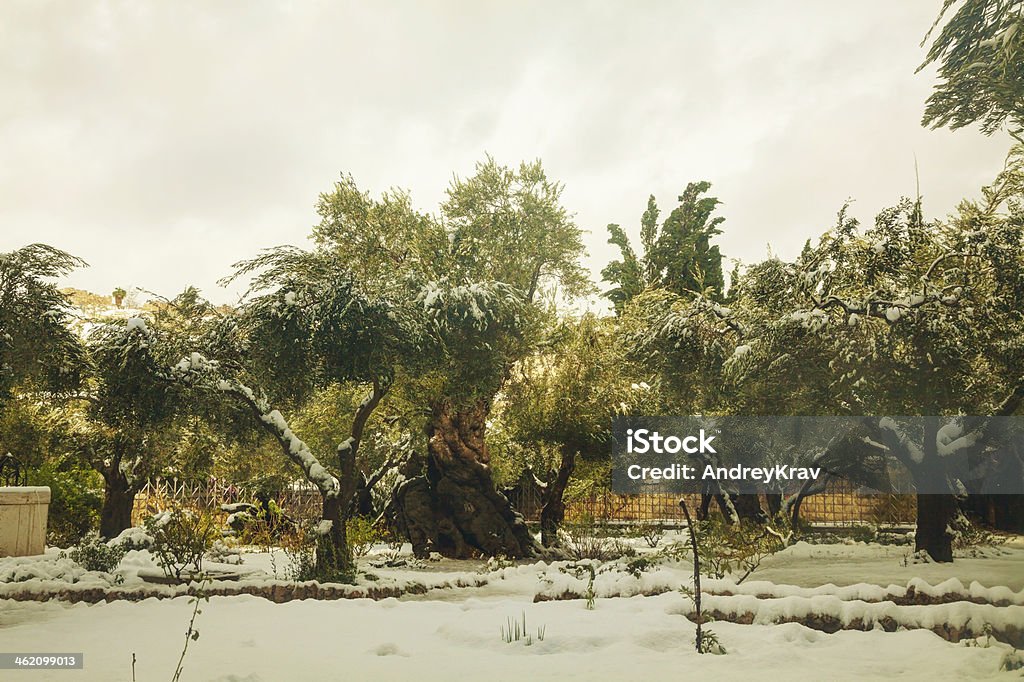 Giardino del Getsemani a Gerusalemme - Foto stock royalty-free di Gesù Cristo