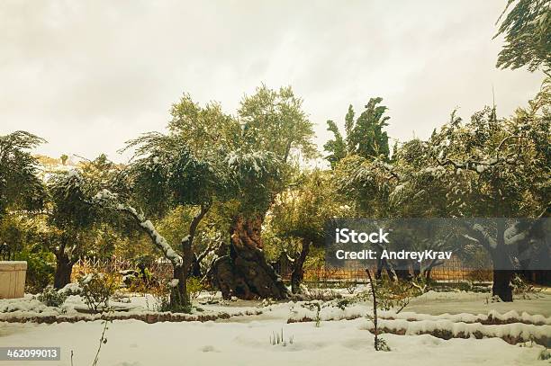 Giardino Del Getsemani A Gerusalemme - Fotografie stock e altre immagini di Gesù Cristo - Gesù Cristo, Monte degli Ulivi, Albero