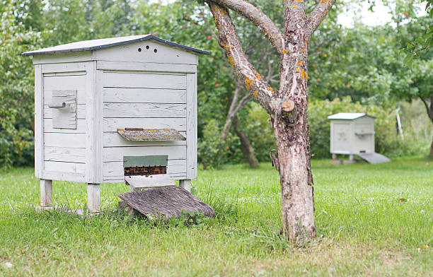 istock white hive in the garden 462101805