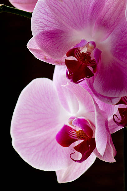 orchidee rosa e bianco - dendrobium tropical flower front view plant foto e immagini stock