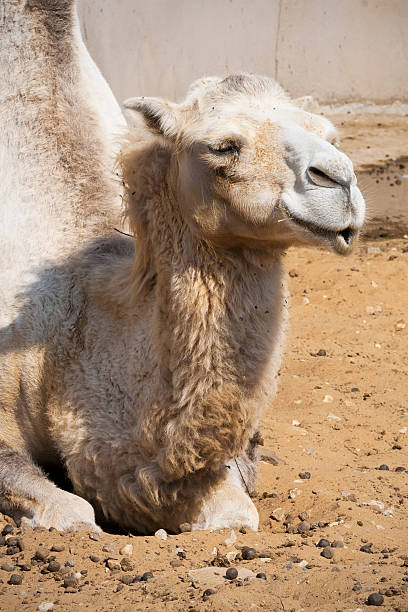 camelo - camel back imagens e fotografias de stock