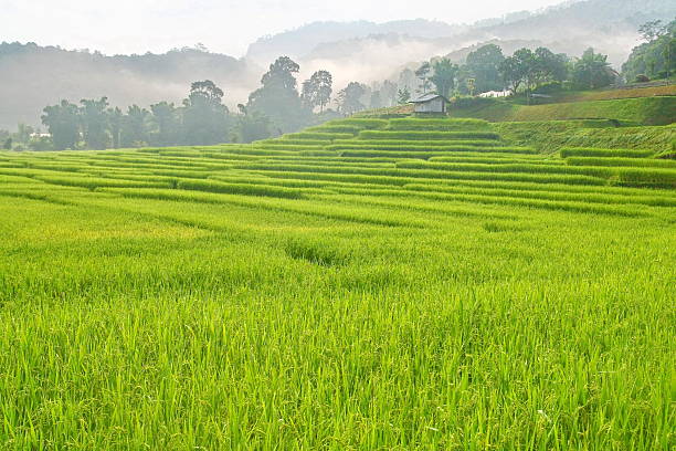 Terraced rice fields with mist view, Thailand Terraced rice fields with mist view, Chiang Mai, Thailand cerial stock pictures, royalty-free photos & images