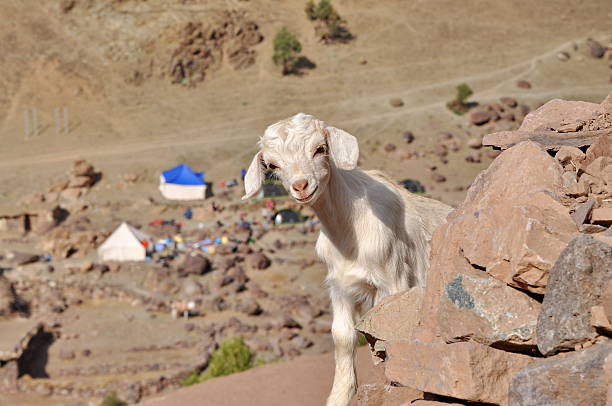 istock Young white goat looking in to the camera 462103465