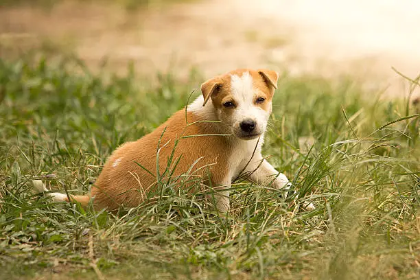 Puppy sitting on grass