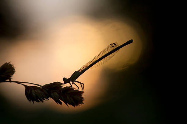 istock Azure Damselfly in day sunrise 462110395
