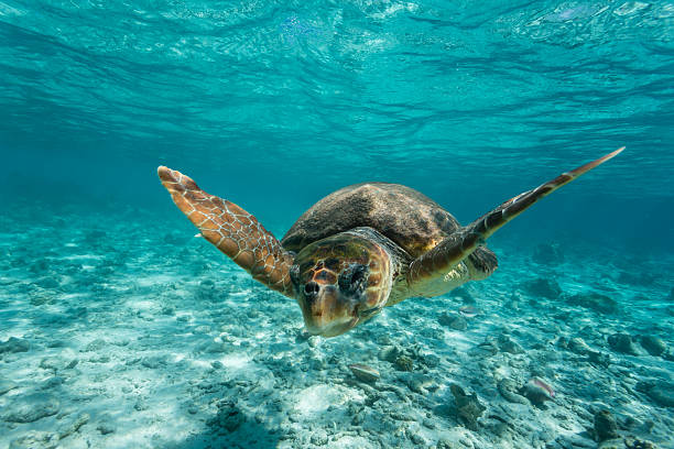 loggerhead sea turtle swimming in clear turquoise water on reef - 伯利茲 個照片及圖片檔