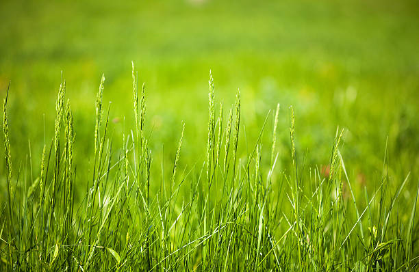 istock Macro of summer meadow 462118983