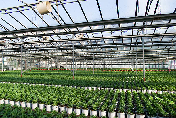 istock Commercial plants growing in greenhouse 462119271
