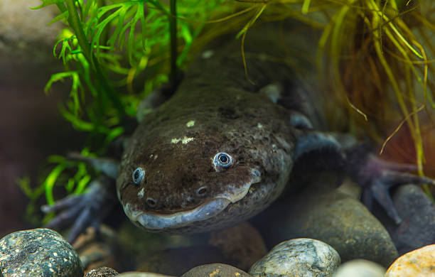 istock The axolotl salamander 462119339