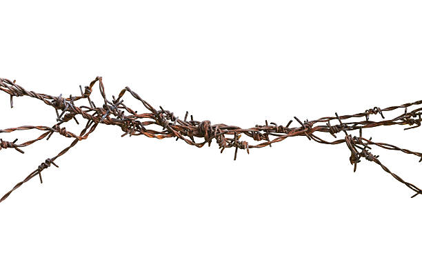 istock Barbed wire macro closeup, old aged detailed weathered grunge isolated 462120903