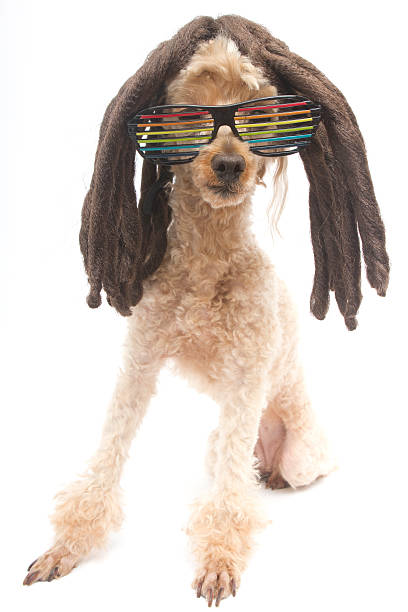 istock 80's Sunglasses On Dreadlocked Poodle 462126605
