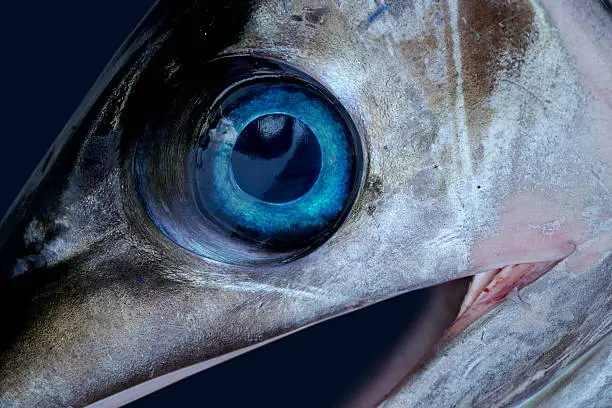 Clean blue eye of a freshly caught
