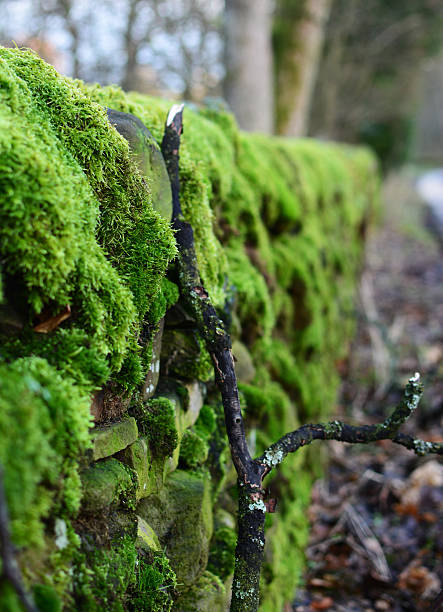 Musgo verde no corpo seco parede de pedra no Peak District - foto de acervo