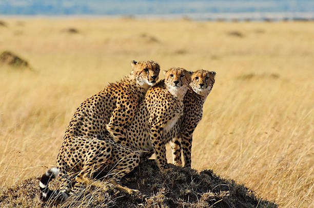 istock Cheetahs in Masai Mara 462131545