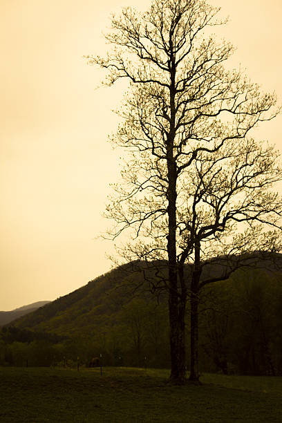 istock Amber Skies in Winter 462132113