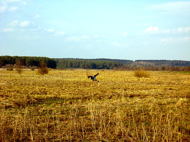 istock white stork flying above the field 462134775