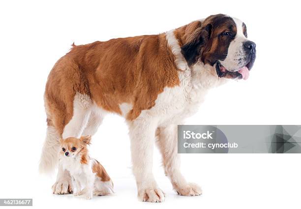 Saint Bernard And Chihuahua Stock Photo - Download Image Now - Dog, Large, Lap Dog