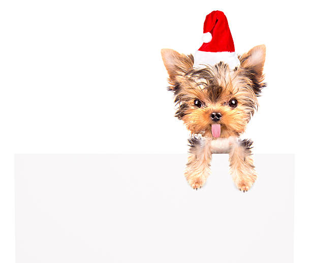 christmas dog as santa with bunner christmas dog as santa with bunner on a white background lieke klaus stock pictures, royalty-free photos & images