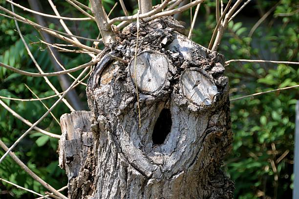 tree with face