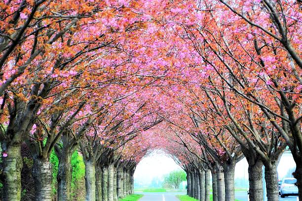 istock Blossoming cherry trees hovering over a street 462138835