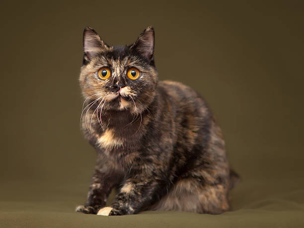 istock Beautiful tortoiseshell cat with yellow eyes 462139217