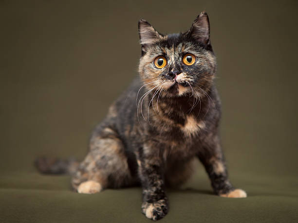 istock Beautiful tortoiseshell cat with yellow eyes 462139235