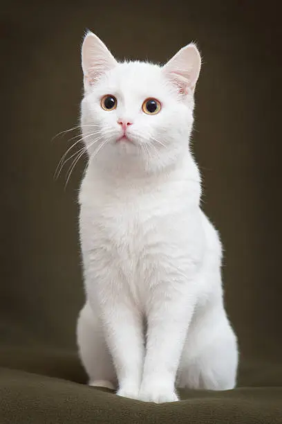 Photo of Beautiful white cat with yellow eyes