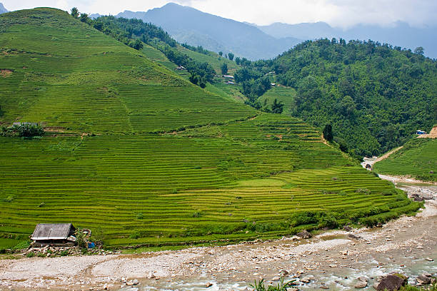 istock Paddy fields and village houses 462139463