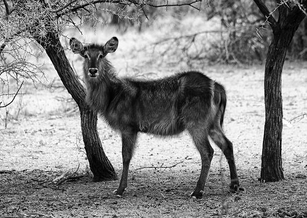 черный и белый фото алёрта waterbuck слушать - safari animals audio стоковые фото и изображения