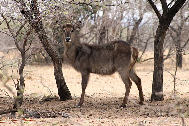 istock Alert Waterbuck Listening 462144389