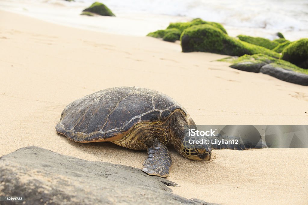 Green Sea Turtle A green sea turtle basks on the shores of Turtle Beach, Oahu, Hawaii. Volunteers stood on the beach to keep the tourists from harassing these beautiful creatures. Animal Stock Photo