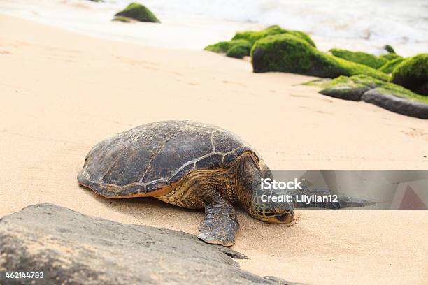 Green Sea Turtle Stock Photo - Download Image Now - Animal, Animal Shell, Animal Wildlife
