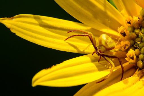 A tiny crab spider on a yellow flower.