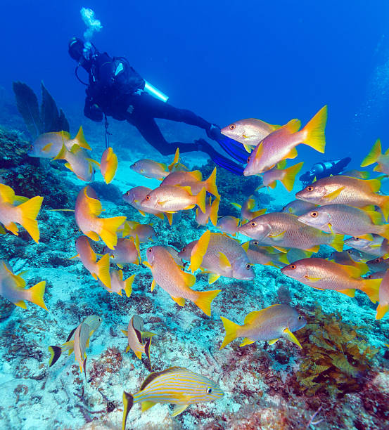 istock Diver and School of Snappers, Cuba 462147189