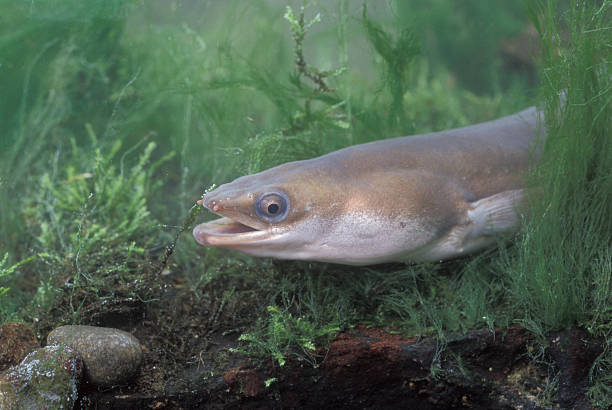 A common eel swimming deep in the water Common eel. Anguilla anguilla, single eel in water saltwater eel stock pictures, royalty-free photos & images