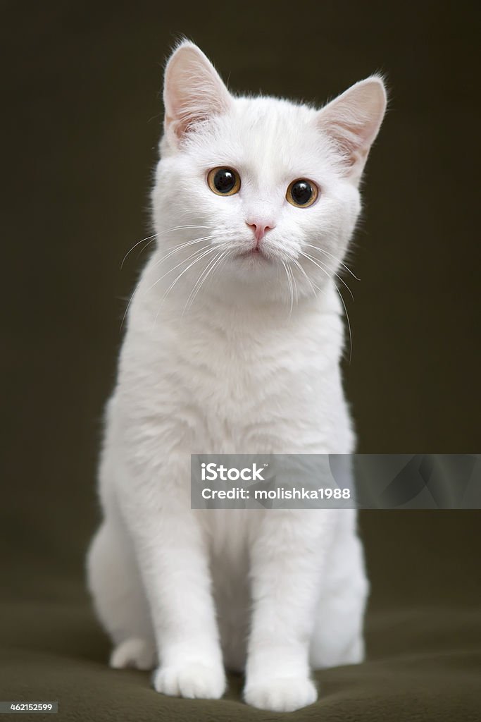 Beautiful white cat with yellow eyes Beautiful white cat with yellow eyes sitting on blanket Animal Stock Photo