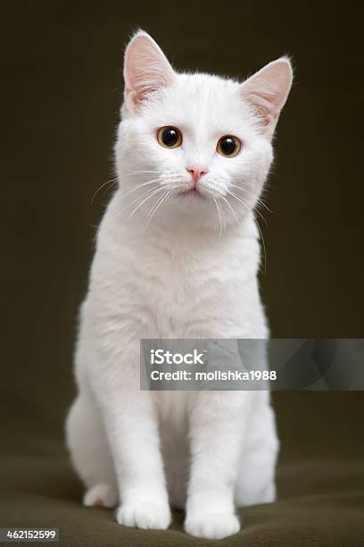 Beautiful White Cat With Yellow Eyes Stock Photo - Download Image Now - Animal, Domestic Cat, Indoors