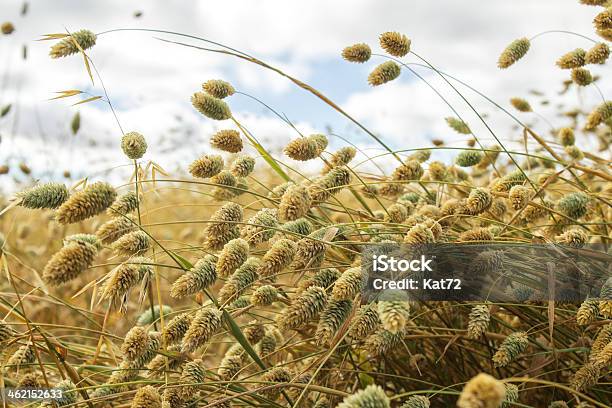 Nutzpflanze Der Canary Seed Stockfoto und mehr Bilder von Feld - Feld, Fotografie, Goldfarbig