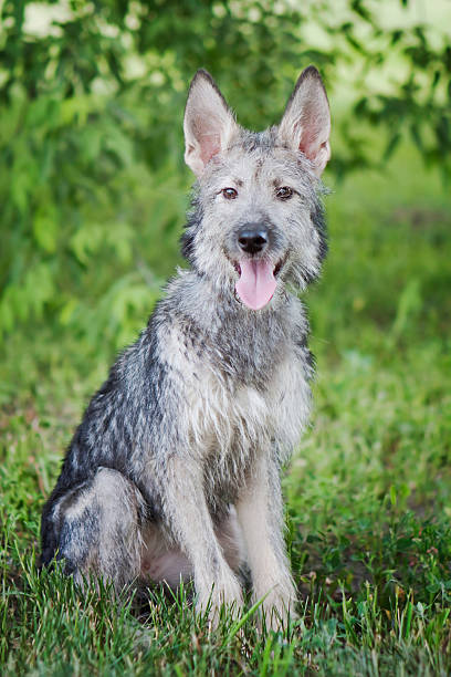 istock Dog sits on the green grass 462153139