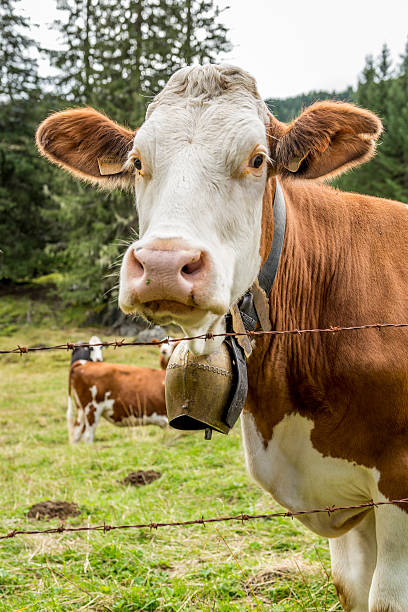 alpine vaca con campana - animal head cow animal bell fotografías e imágenes de stock
