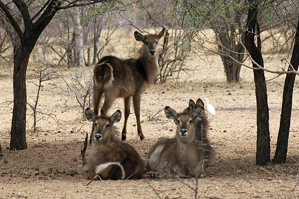 стадо алёрта waterbuck слушать - safari animals audio стоковые фото и изображения