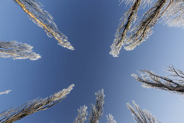 Frost on trees in a park Frost on trees in a park in winter, profiled on clear bright sky orthoptera stock pictures, royalty-free photos & images