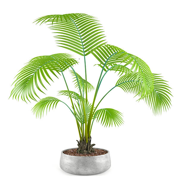 istock palm plant tree in the pot 462155115