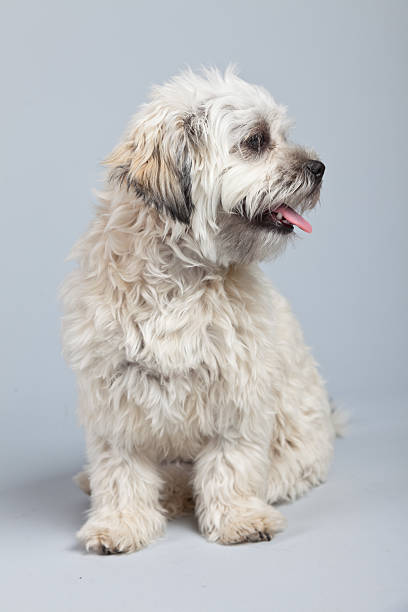 istock White boomer dog isolated against grey background. 462156089
