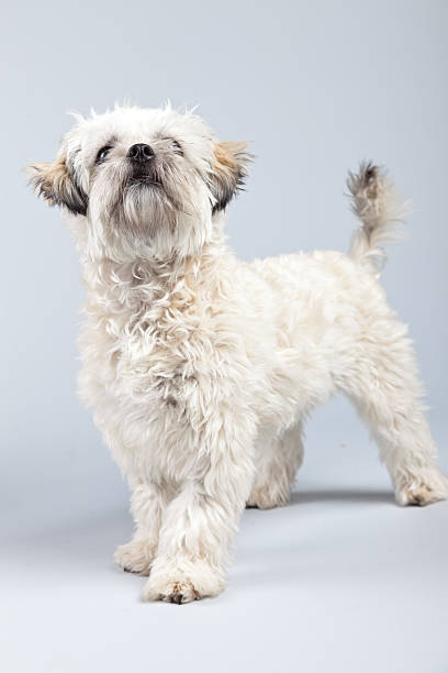 istock White boomer dog isolated against grey background. 462156111