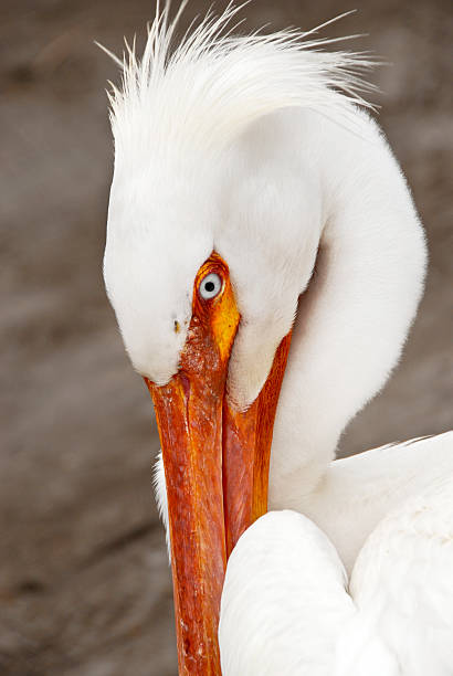 White Pelican stock photo