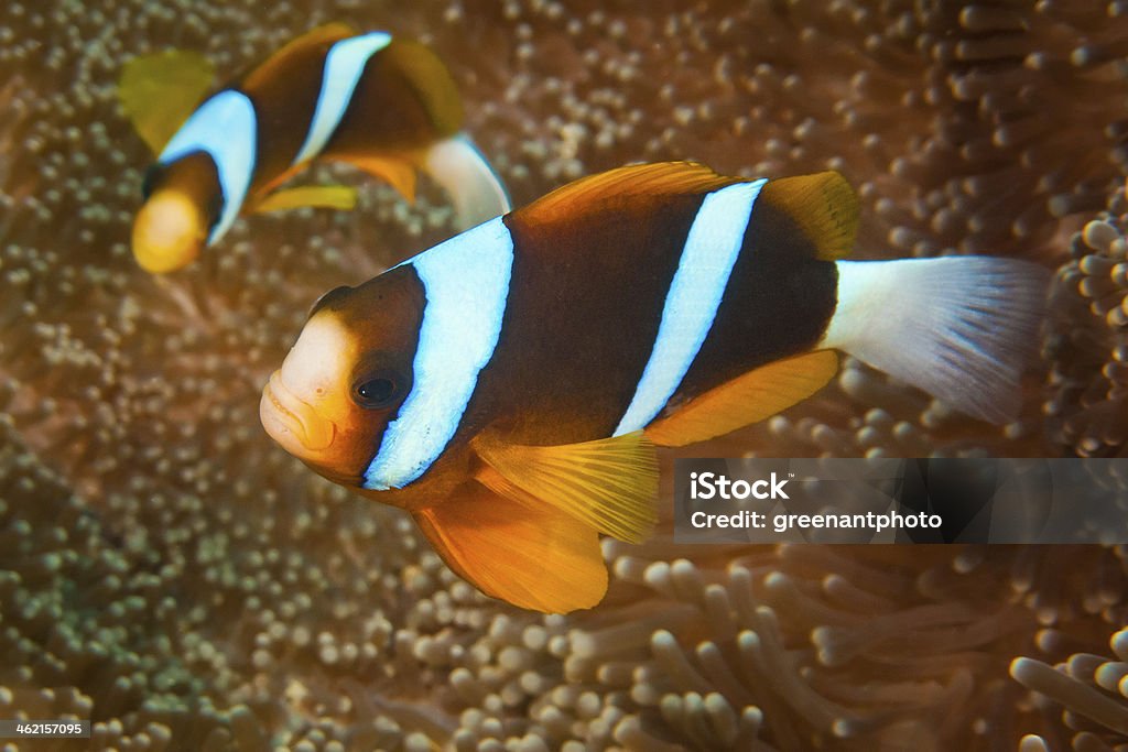 Blue stripe clownfish on the Great Barrier Reef Two blue stripe anemonefish (Amphiprion chrysopterus) at Opal Reef in the northern Great Barrier Reef, Australia. Anemonefish Stock Photo